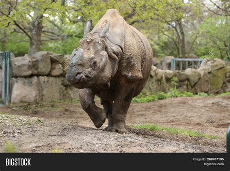 Indian Rhinoceros Image & Photo (Free Trial) | Bigstock