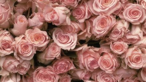 Pin von Boffel auf aestetic stuff | Wallpaper rose, Rosentapete ...