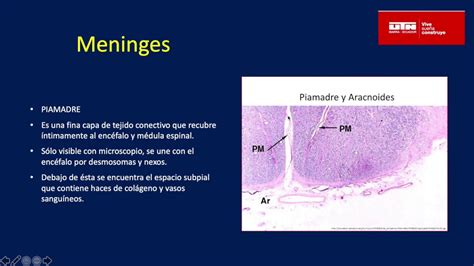 Histología de las meninges Dr. Dou - YouTube