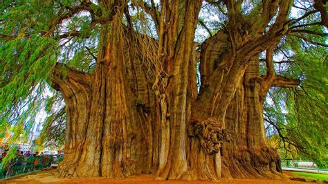 Top 10 Oldest Living Trees In the World - YouTube