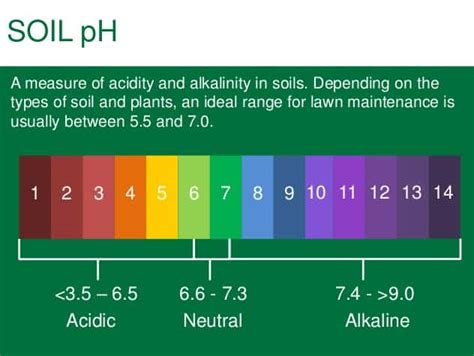 How to Change the pH Level of Soil?