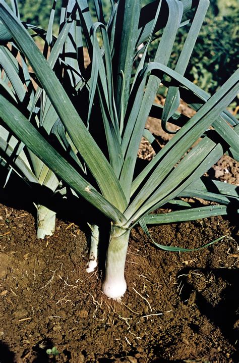 Leek | Culinary Uses, Growing Tips & Nutrition | Britannica