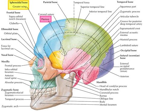 Sphenoid bone anatomy, function, parts & sphenoid bone fracture