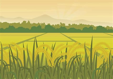 Free Rice Field Illustration | Landscape illustration, Landscape, Field wallpaper