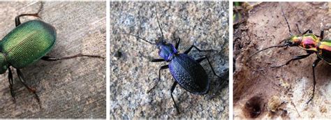 Identification des Carabidae grâce à un nouvel outil web : la clé de ...