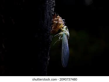 645 Cicada Skin Shed Images, Stock Photos & Vectors | Shutterstock