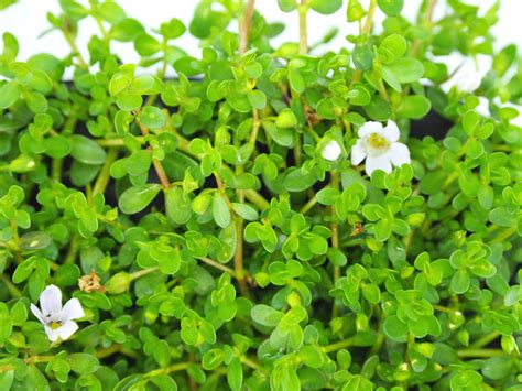 Brahmi Bacopa Monnieri Plant - Brain Mind Article