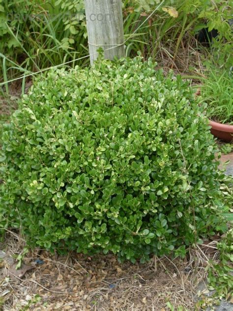 PlantFiles Pictures: Korean Boxwood (Buxus sinica var. insularis) by ...