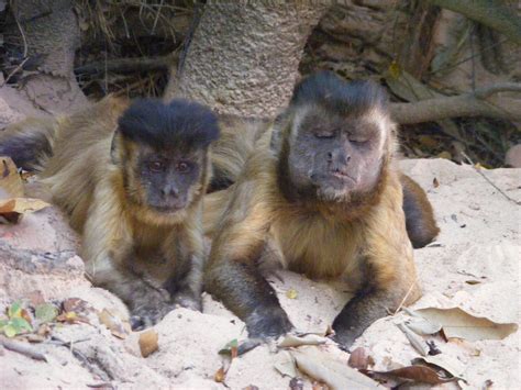 11 Mischievous Facts About Capuchin Monkeys | Mental Floss