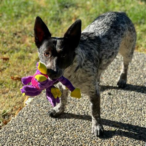 The Blue Heeler Corgi Mix: Everything You Need To Know