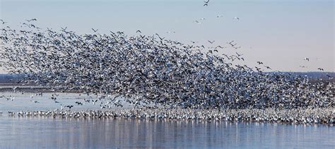 Snow Goose Flock Photograph by Nature's Faces - Fine Art America