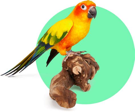 New Pet Guides: Bird | Petco