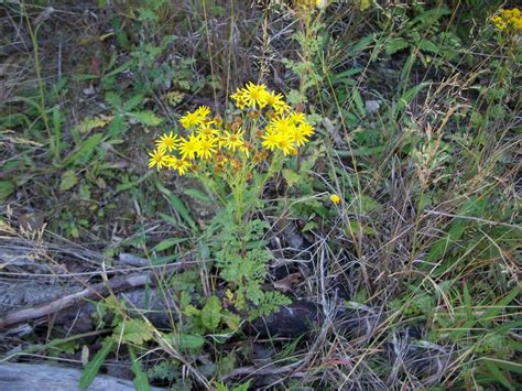 Tansy ragwort - Invasive Species Council of British Columbia