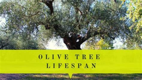 Greek Olive Tree Symbolism - Olive Tree Meaning