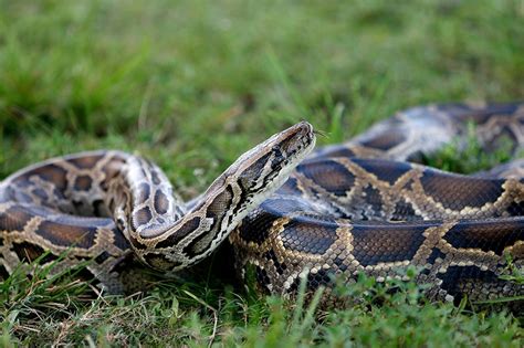 Python patrols stalk Florida swamps to staunch marauding serpents | ABS-CBN News