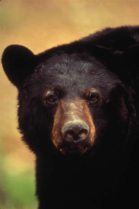 Free picture: up-close, American, black bear, face