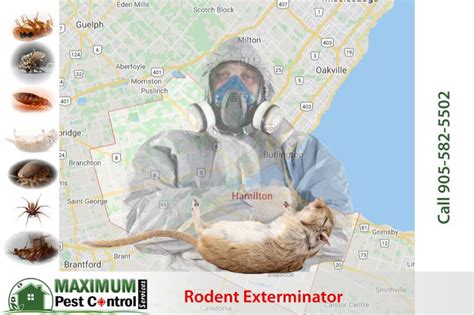 Rodent Control Expert Near Me - Maximum Pest Control Services