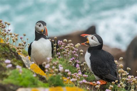 Amazing Puffin Safari: How To See Puffins In Norway In 2023 - The ...