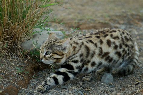 Black-footed cat