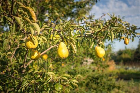 Pear Tree Leaf Curl: A Full List of Causes - The Practical Planter