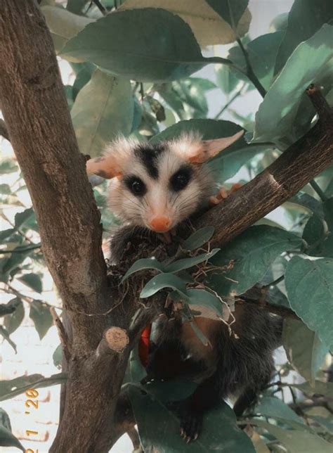 Bebé comadreja zarigüeya/ rescate de un animal huérfano Sad Girl, Possum, Cute Animals, Owl ...