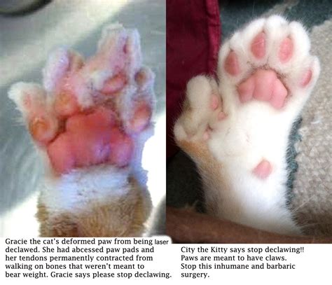 Declawing NOT ! – Pet Info Alley