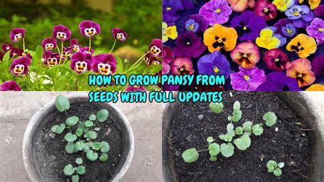 HOW TO GROW PANSY FROM SEEDS WITH FULL UPDATES - YouTube