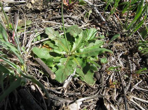 Catsear (Hypochoeris Radicata) - Weed Identification - Lawn Addicts