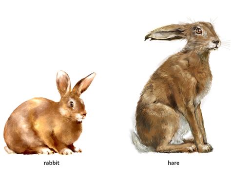 hare noun - Definition, pictures, pronunciation and usage notes ...