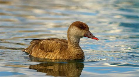 Red-crested female pochard duck, netta rufina Photograph by Elenarts - Elena Duvernay photo ...