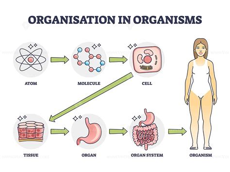 Organisation in organisms with hierarchical level structure outline diagram | Organ system ...