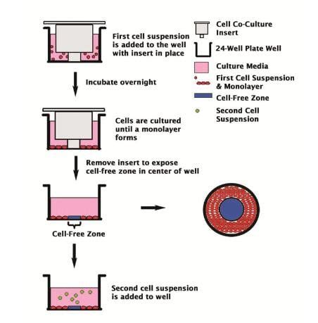 MBS168183-5x24 | CytoSelect 24-Well Cell Co-Culture System Clinisciences