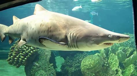 Ragged-tooth shark, uShaka Marine World - YouTube