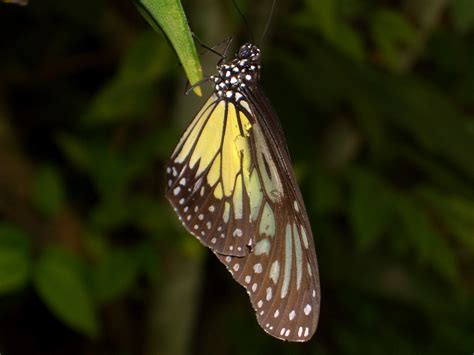 Tropical Butterfly | Butterfly Garden, Kuala Lumpur, Malaysi… | Flickr