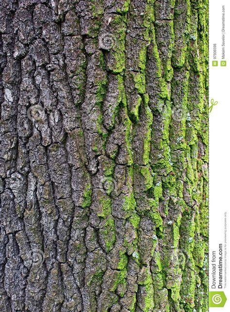 Oak tree bark – Artofit