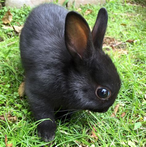 Black Dwarf Bunny