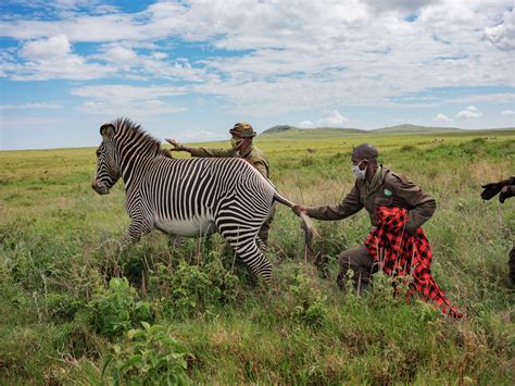 How wildlife conservation in northern Kenya survived the pandemic