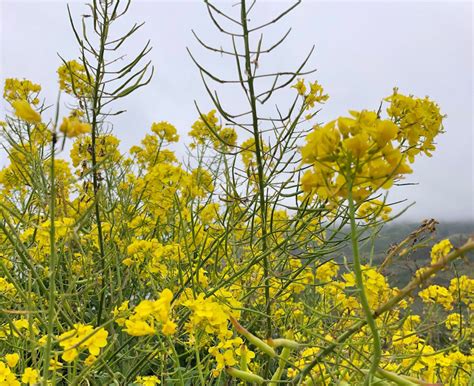 Wild Mustard Identification - Foraging For Common Edible Weeds — Good Life Revival