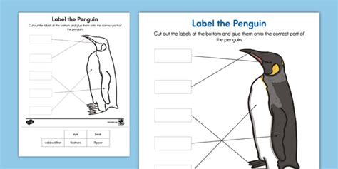 Label the Penguin Activity - Primary Resources | Twinkl