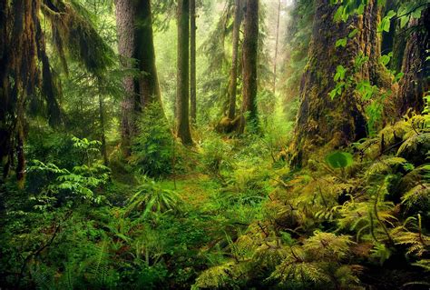 forest floor: mix of ferns, spindly broad-leafs | Olympic rainforest ...