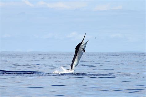 The Fastest Fish In The World - WorldAtlas