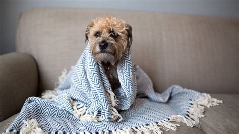 How Do You Know Your Dog Is Cold