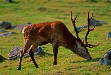 Mystery Neolithic tribe introduced red deer to Scottish Islands by boat