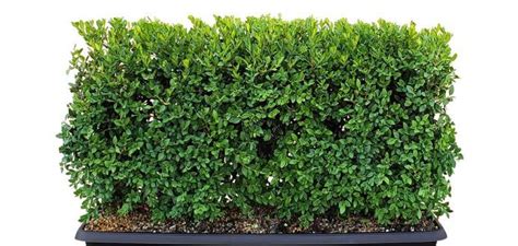 Schip Cherry Laurel (Prunus laurocersasus 'Schipkaensis') Hedges | Hedging plants, Green giant ...