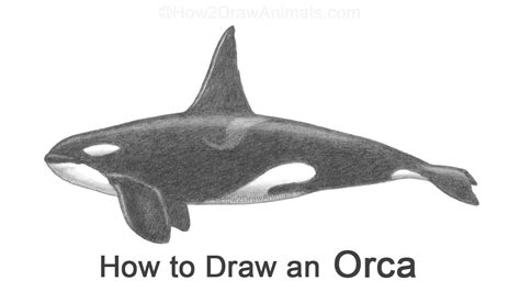 How to Draw an Orca (Killer Whale) - YouTube