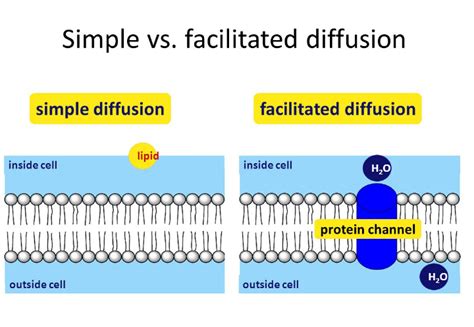 12 Difference Between Simple Diffusion And Facilitated Diffusion - VIVA DIFFERENCES