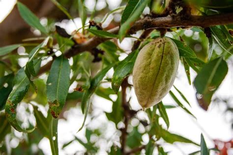 These Noteworthy Almond Tree Types Produce Lovely Blossom And A Robust Harvest | Horticulture ...