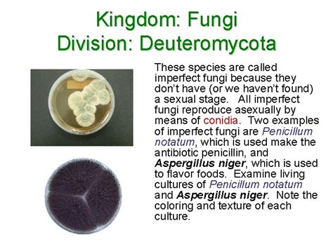 Kingdom Fungi Division Chytridiomycota Characteristics Coenocytic hyphae no