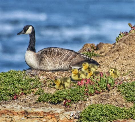 A pair of Canada geese nested on a rocky pinnacle. – Mendonoma Sightings