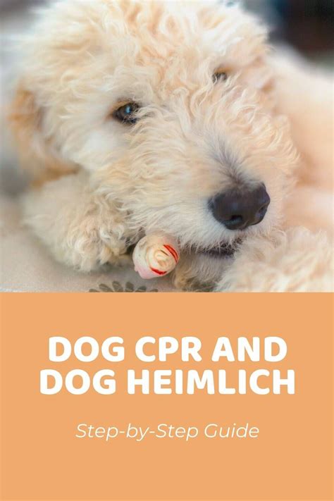 Dog CPR and Dog Heimlich Step-by-Step Guide - Doodle Doods Dog Heimlich ...